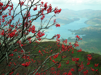 赤く色付いたナナカマドの実、遠景は桧原湖＠1680ｍ.jpg
